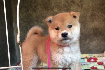 柴犬(標準サイズ)【山梨県・男の子・2018年2月14日・赤】の写真「豆柴に近いサイズ」