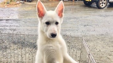 ホワイト・シェパード【山梨県・女の子・2017年11月25日・ホワイト】の写真「真っ白で可愛い子犬です」