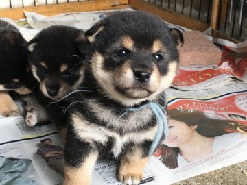 柴犬(標準サイズ)【山梨県・女の子・2017年5月10日・黒】の写真「両親かなり小ぶり。目が開き始めました！」