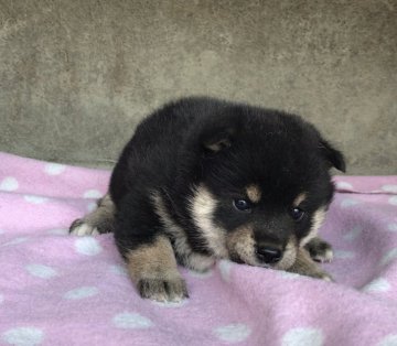 柴犬(豆柴)【山梨県・女の子・2019年1月11日・黒】の写真「とても可愛いです。」