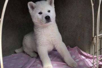 紀州犬【山梨県・男の子・2018年12月26日・白】の写真「とても可愛いです」