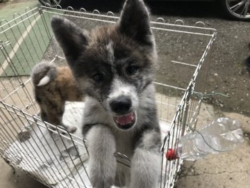 秋田犬【山梨県・男の子・2019年4月23日・黒虎】の写真「大人しいです」