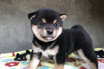 柴犬(標準サイズ)【山梨県・女の子・2019年5月1日・黒】の写真「とても人懐こい性格です。」