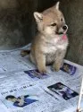 柴犬(標準サイズ)【山梨県・女の子・2017年12月2日・赤】の写真5