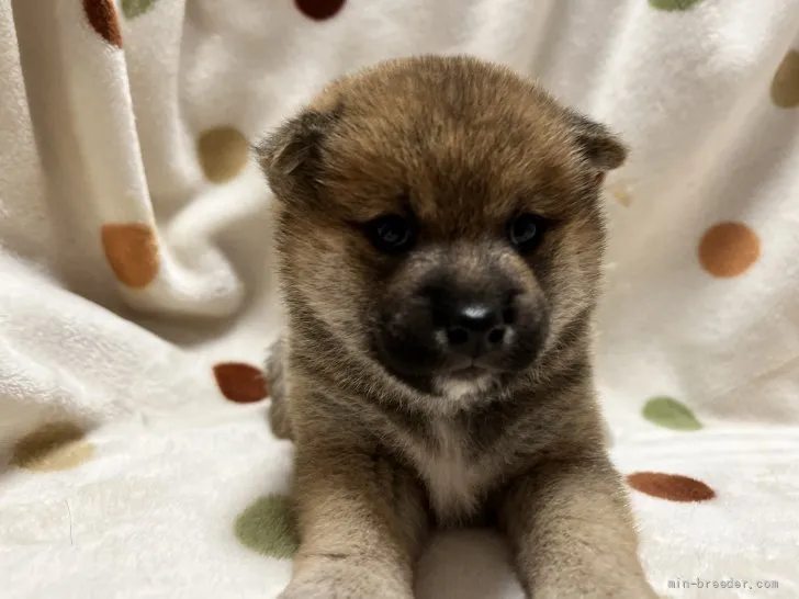 柴犬(標準サイズ)【岐阜県・女の子・2021年11月7日・赤】の写真1