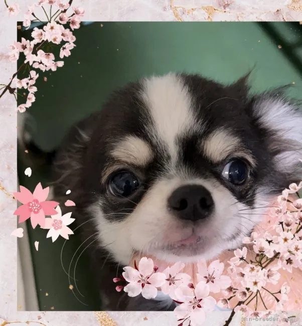 あっちゃん 様のお迎えした子犬