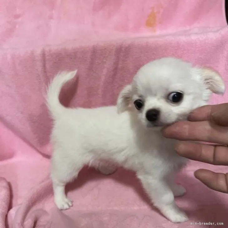 Y.K 様のお迎えした子犬