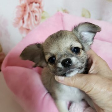 チワワ(ロング)【愛知県・女の子・2020年7月30日・フォーン】の写真「イギリス血統のチワワです
と共に品の、有る良い子に」