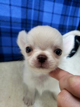 チワワ(ロング)【愛知県・男の子・2021年6月13日・クリーム&ホワイト】の写真「オデコちゃんで宇宙人みたいな大人しい子です。」