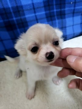 チワワ(ロング)【愛知県・女の子・2021年6月13日・クリーム&ホワイト】の写真「小さな大人しい子、今は細目ですが次第に丸くなります」