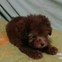 タイニープードル【愛知県・男の子・2018年7月7日・シルバーベージュ】の写真5