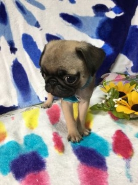 パグ【静岡県・男の子・2018年6月12日・フォーン】の写真「可愛い〜男の子です😄🐾」