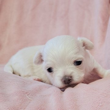 チワワ(ロング)【茨城県・男の子・2024年11月18日・クリーム&ホワイト】の写真「綺麗🥰」