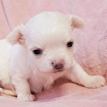 チワワ(ロング)【茨城県・男の子・2024年11月18日・クリーム&ホワイト】の写真「綺麗🥰」