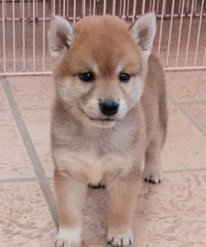 柴犬(標準サイズ)【茨城県・男の子・2021年9月10日・赤】の写真「綺麗な毛色のいい男」