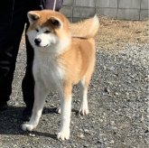 秋田犬