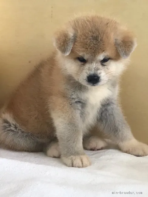 秋田犬【岡山県・男の子・2019年5月11日・赤】の写真1「7/6撮影」