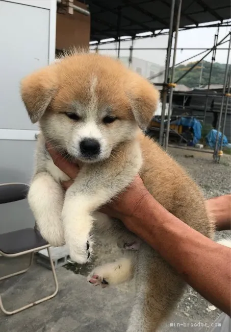 秋田犬【岡山県・男の子・2019年5月11日・赤】の写真1「7/6撮影」