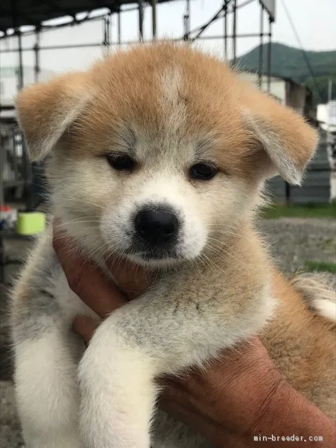 秋田犬【岡山県・女の子・2019年5月11日・赤】の写真1「7/6撮影」