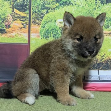 豆柴【岡山県・女の子・2024年6月17日・赤】の写真「両親共豆柴認定犬
両親共遺伝子検査クリア」