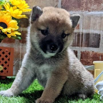 柴犬(豆柴)【岡山県・男の子・2022年5月24日・赤】の写真「両親共豆柴認定犬
両親共遺伝子検査クリア」