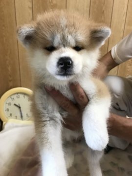 秋田犬【岡山県・女の子・2018年8月3日・赤】の写真「愛嬌たっぷりのメスらしいかわいい子犬です」