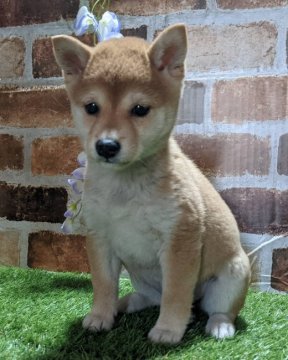 柴犬(豆柴)【岡山県・女の子・2022年3月8日・赤】の写真「両親共豆柴認定犬
両親共に遺伝子検査クリア」