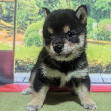 豆柴【岡山県・男の子・2024年7月21日・黒】の写真「キリットかっこいい豆柴君です🥰」