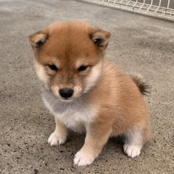 柴犬(豆柴)【岡山県・女の子・2023年9月1日・赤】の写真「コロコロしててかわいいです」