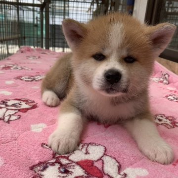 秋田犬【岡山県・男の子・2024年4月22日・赤】の写真「とっても面白いハンサムボーイです」