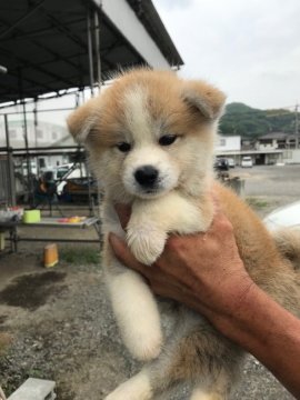 秋田犬【岡山県・男の子・2019年5月11日・赤】の写真「キュートな顔が魅力な男の子です」