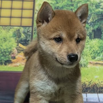 豆柴【岡山県・女の子・2024年6月17日・赤】の写真「可愛い両親から産まれました🥰」