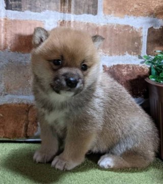 柴犬(豆柴)【岡山県・男の子・2022年1月5日・赤】の写真「両親共豆柴認定犬
両親共遺伝子検査クリア」