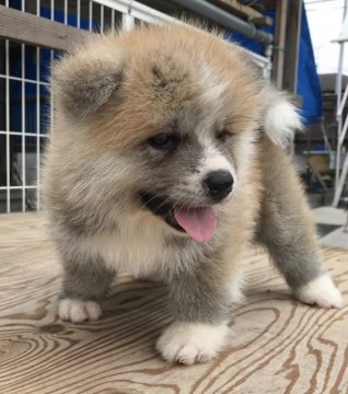 秋田犬【岡山県・女の子・2017年6月18日・赤】の写真「たぬき顔のモフモフのかわいい女の子」