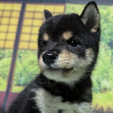 豆柴【岡山県・男の子・2024年7月21日・黒】の写真「極小で可愛い🥰
小さいままで元気」