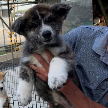 秋田犬【岡山県・女の子・2023年2月23日・虎】の写真「愛嬌いっぱいで、癒されます。」