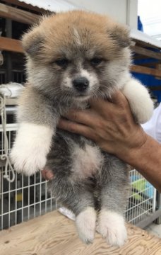 秋田犬【岡山県・女の子・2017年6月18日・赤】の写真「パッチリしたステキな目の女の子です」