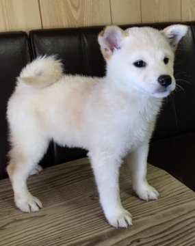 柴犬(標準サイズ)【岡山県・女の子・2017年6月1日・白】の写真「福天力の子で　目元のかわいい女の子です」