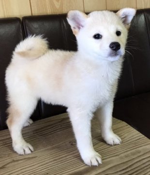 柴犬(標準サイズ)【岡山県・男の子・2017年6月1日・白】の写真「福天力の子で　将来たのしみな男の子です。」