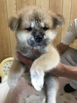 秋田犬【岡山県・男の子・2018年8月3日・赤】の写真「オス」