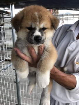 秋田犬【岡山県・男の子・2017年5月26日・赤】の写真「父犬は本部展一席の優秀犬です。期待できる男の子です」