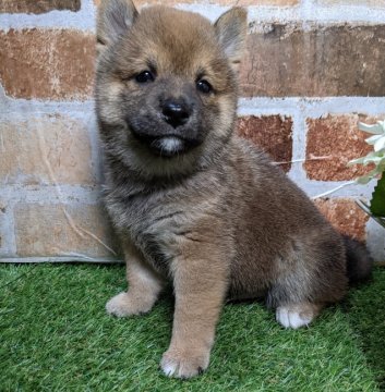 柴犬(豆柴)【岡山県・男の子・2021年5月10日・赤】の写真「両親共豆柴認定犬
両親共検査クリア」