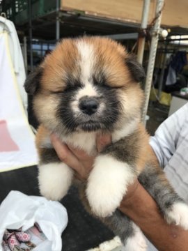 秋田犬【岡山県・女の子・2018年5月4日・赤】の写真「愛嬌のある顔を見ているととっても」