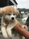 秋田犬【岡山県・男の子・2019年5月11日・赤】の写真2「7/6撮影」