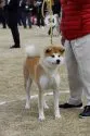 秋田犬【岡山県・男の子・2018年5月4日・赤】の写真4「母犬です。平成29年12月3日　第137回本部展（熊本）にて撮影」