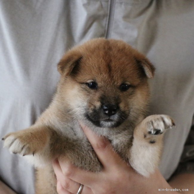 柴犬 愛媛県 男の子 年6月28日 赤 おっとり癒し系 みんなのブリーダー 子犬id 08