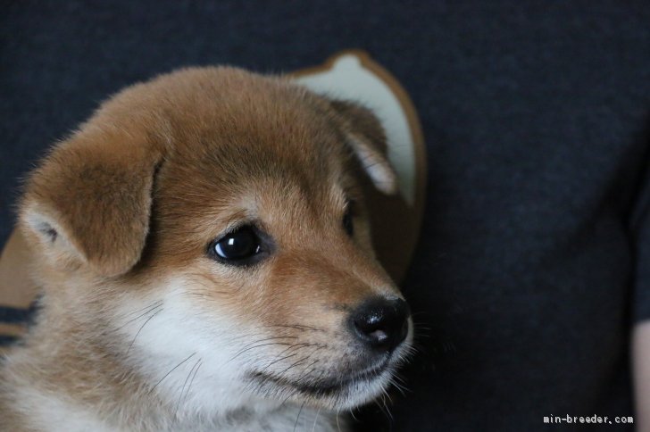 柴犬 愛媛県 男の子 19年4月13日 赤 父犬譲りの目型と毛質 ややおっとり可愛い系 みんなのブリーダー 子犬id 1905 0