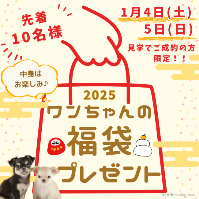 あけましておめでとうございます🎍1月4・5日のご見学＆ご成約で福袋プレゼント🎁｜鈴木　理菜(すずき　りな)ブリーダー(埼玉県・トイプードルなど・JKC登録)の紹介写真1