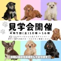 ポメプー(トイプードル×ポメラニアン)【埼玉県・男の子・2025年1月28日・クリーム】の写真2「🌷4月5日(土)見学会開催🌷」