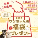 チワワ(ロング)【埼玉県・男の子・2024年10月11日・ホワイト】の写真2「1月4・5日のご見学＆ご成約で福袋プレゼント🎁」